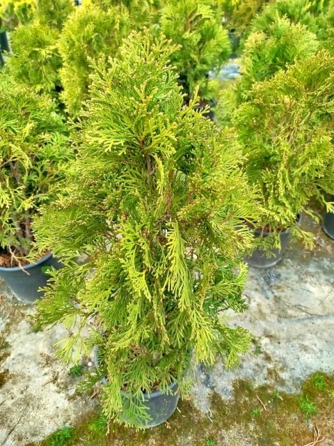 BATI MAZISI FİDANI 5 ADET (Thuja Occidentalis Smaragd) - ÇİT BİTKİSİ