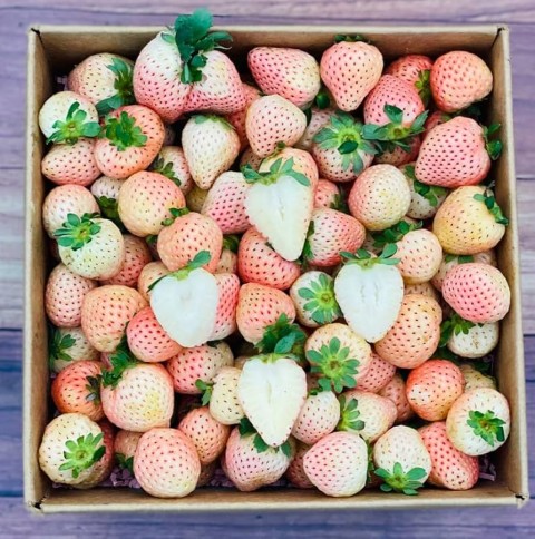 BEYAZ ÇİLEK PİNEBERRY FİDESİ