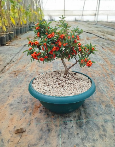 BONSAİ ATEŞ DİKENİ PYRACANTHA (5-6 YAŞ)