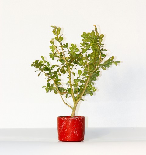 BONSAİ BUXUS 2 ADET - HEDİYELİK BONSAİ (Kırmızı Saksı)