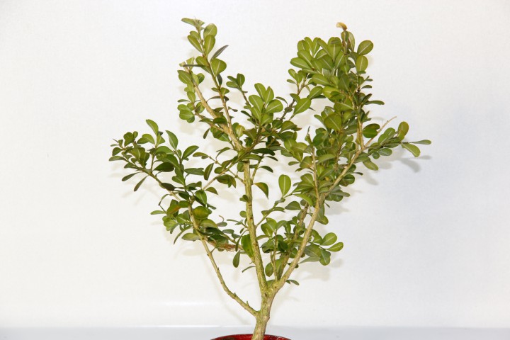 BONSAİ BUXUS 2 ADET - HEDİYELİK BONSAİ (Kırmızı Saksı)