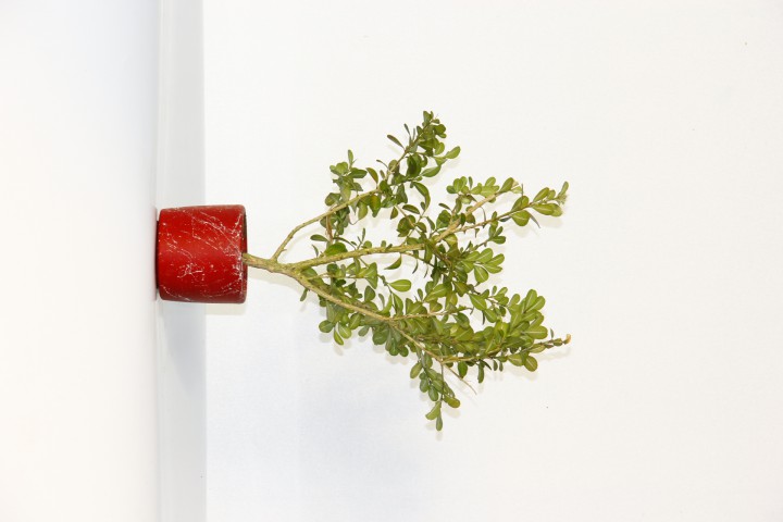 BONSAİ BUXUS 2 ADET - HEDİYELİK BONSAİ (Kırmızı Saksı)