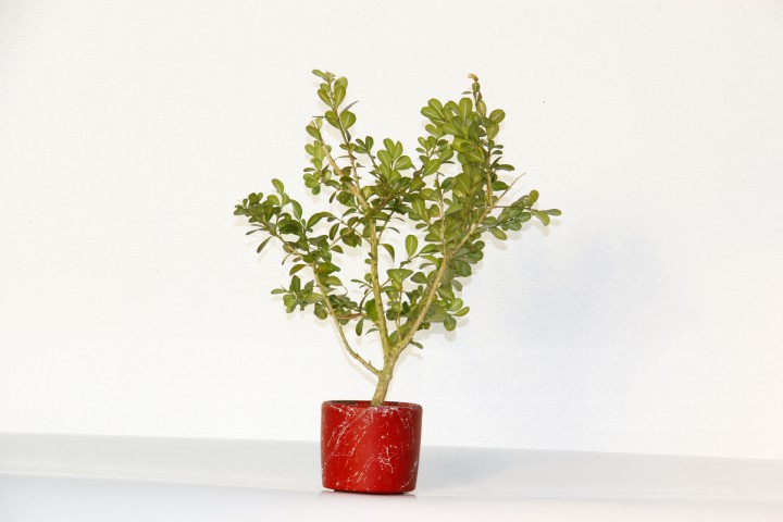 BONSAİ BUXUS 2 ADET - HEDİYELİK BONSAİ (Kırmızı Saksı)
