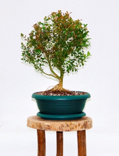 BONSAİ BUXUS - 7 YAŞINDA HEDİYELİK BONSAİ AĞACI