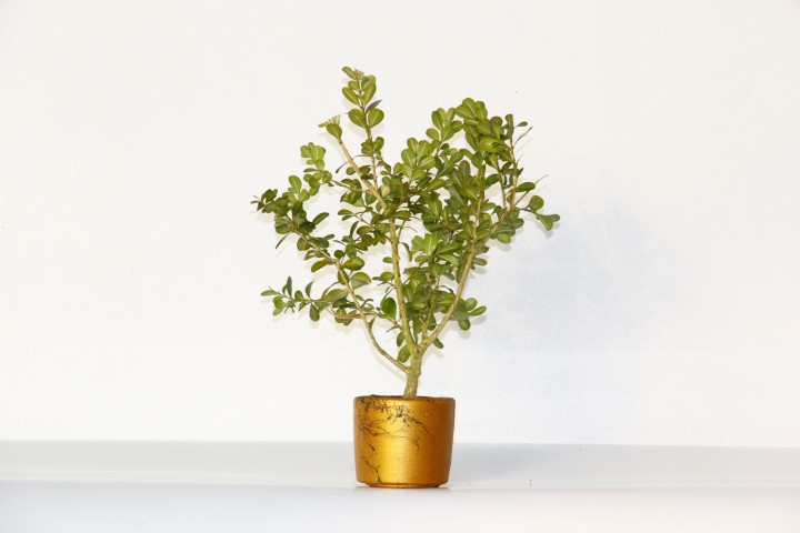 BONSAİ BUXUS - HEDİYELİK BONSAİ (Orange Saksı)