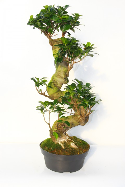BONSAİ FİCUS GİNSENG 10 YAŞINDA - S FORM 60 CM
