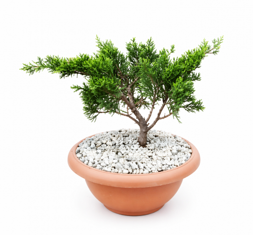 BONSAİ JUNİPERUS ARDIÇ (5 YAŞINDA)