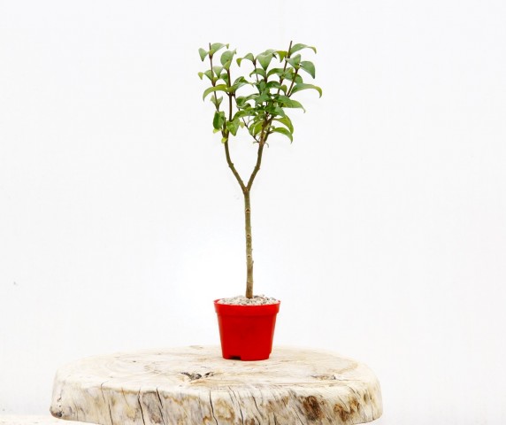 BONSAİ LİGUSTRUM JAPONİCUM 3 ADET - HEDİYELİK KIRMIZI SAKSIDA