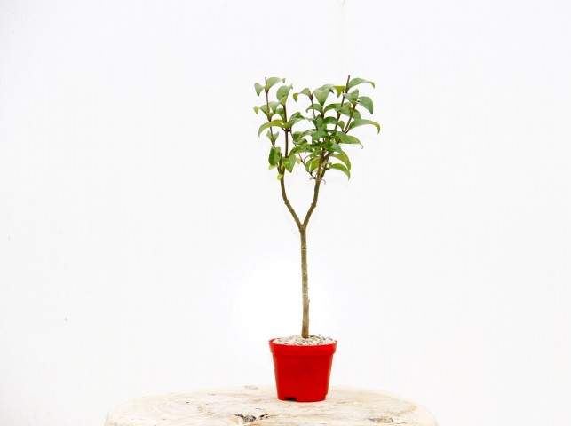BONSAİ LİGUSTRUM JAPONİCUM 3 ADET - HEDİYELİK KIRMIZI SAKSIDA