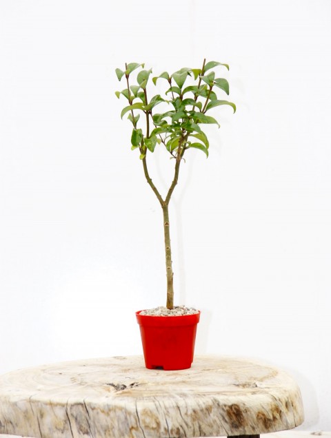 BONSAİ LİGUSTRUM JAPONİCUM 3 ADET - HEDİYELİK KIRMIZI SAKSIDA