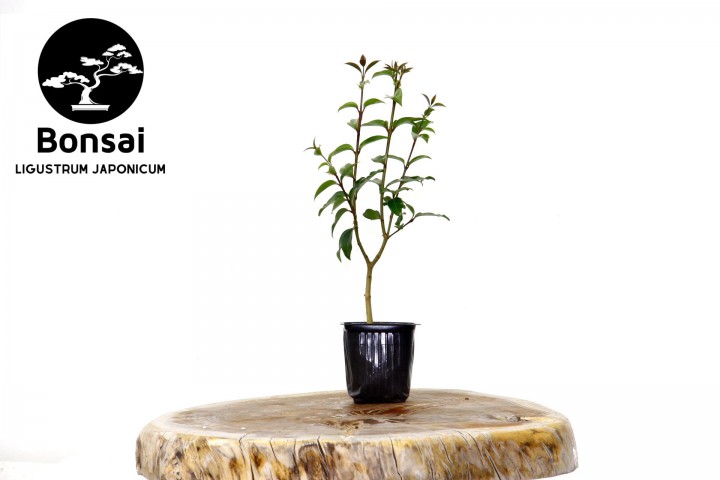 BONSAİ LİGUSTRUM JAPONİCUM - HEDİYELİK 25-30 cm