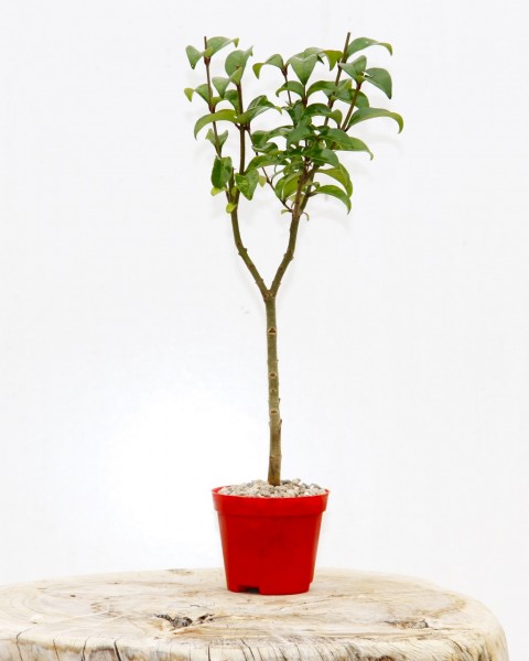 BONSAİ LİGUSTRUM JAPONİCUM - HEDİYELİK KIRMIZI SAKSIDA