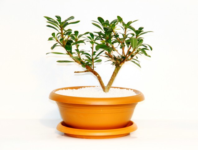 BONSAİ PİTOSPORUM YILDIZ ÇALISI - 7 YAŞINDA (Kiremit Saksı)