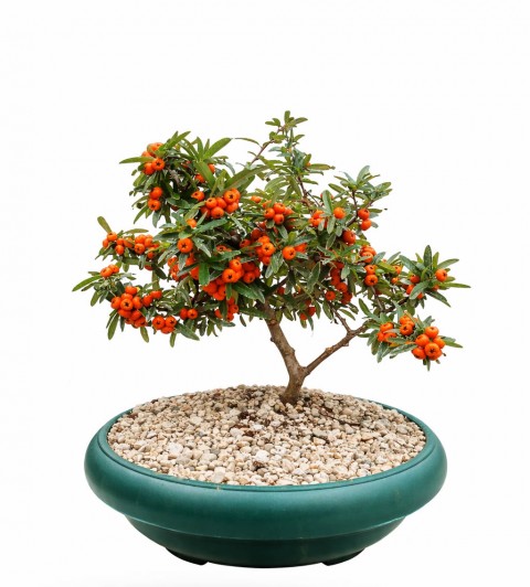BONSAİ PYRACANTHA COCCİNEA / ATEŞ DİKENİ 5-6 YAŞINDA