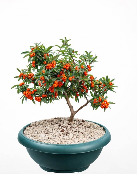 BONSAİ PYRACANTHA COCCİNEA / ATEŞ DİKENİ 5-6 YAŞINDA