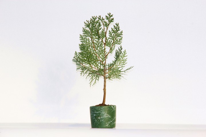 BONSAİ THUJA ORİENTALİS 2 ADET - HEDİYELİK BONSAİ (Yeşil Saksı)