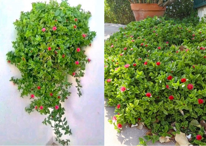 BUZ ÇİÇEĞİ 15 ADET - YER ÖRTÜCÜ ve SARKICI BİTKİ