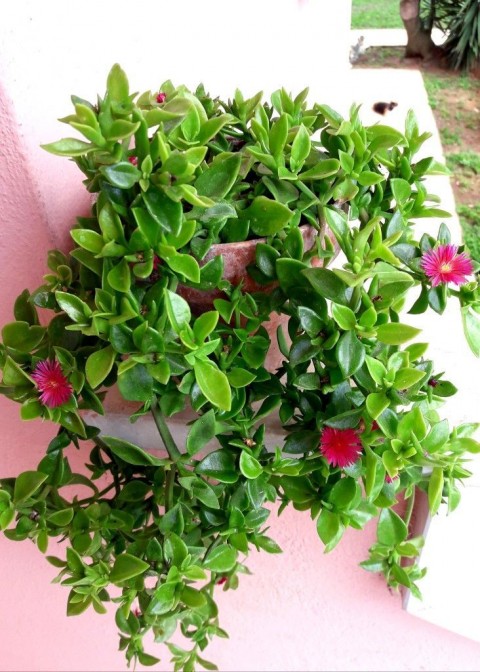 BUZ ÇİÇEĞİ 15 ADET - YER ÖRTÜCÜ ve SARKICI BİTKİ