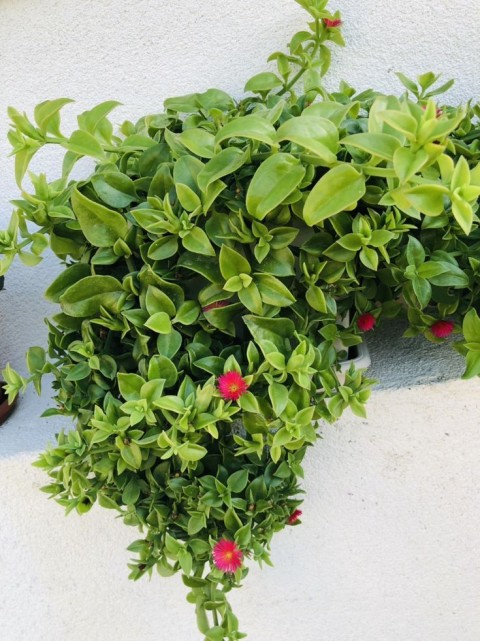 BUZ ÇİÇEĞİ 5 ADET - YER ÖRTÜCÜ ve SARKICI BİTKİ