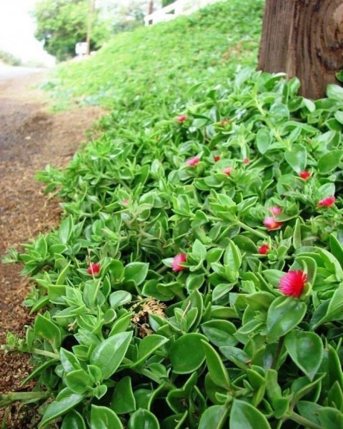 BUZ ÇİÇEĞİ 5 ADET - YER ÖRTÜCÜ ve SARKICI BİTKİ