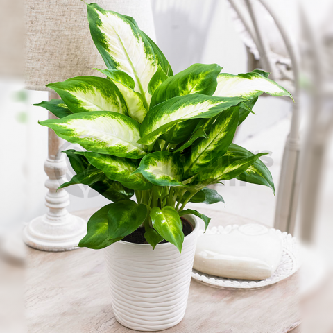 Camila  (Dieffenbachia Camilla) 40 cm