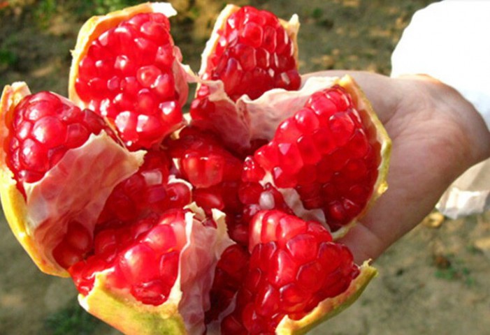 Çekirdeksiz Nar Fidanı Tüplü 2 Adet