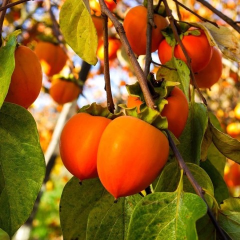 ÇİKOLATALI HARBİYE HURMA FİDANI (KAKAOLU)