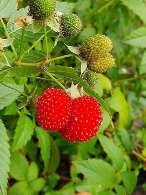 ÇİLEK AHUDUDU FİDANI 3 ADET - Rubus Rosifolius