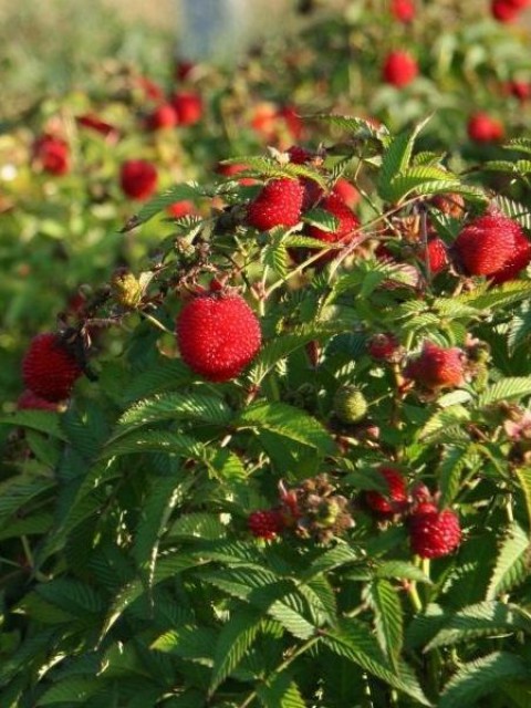 ÇİLEK AHUDUDU FİDANI 3 ADET - Rubus Rosifolius