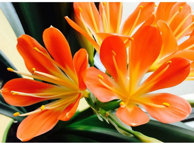 Clivia Miniata – Klivya