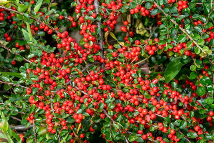 COTONEASTER HORİZONTALİS 10 ADET - YAYILICI DAĞ MUŞMULASI