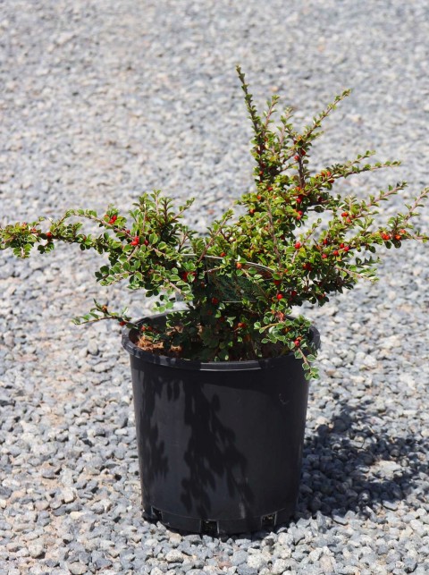 COTONEASTER HORİZONTALİS 3 ADET - YAYILICI DAĞ MUŞMULASI
