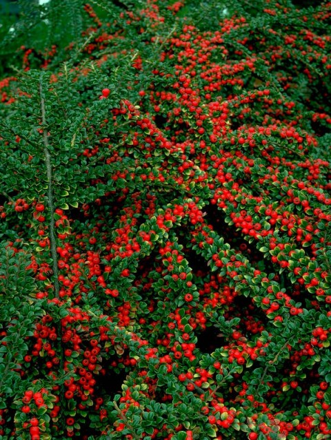COTONEASTER HORİZONTALİS 5 ADET - YAYILICI DAĞ MUŞMULASI