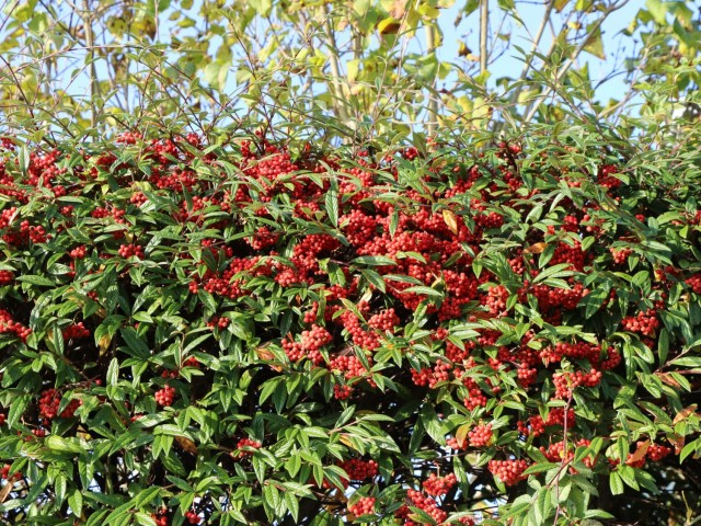 COTONEASTER SALİCİFOLİUS 3 ADET - HERDEM YEŞİL DAĞ MUŞMULASI
