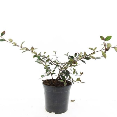 COTONEASTER SALİCİFOLİUS 3 ADET - HERDEM YEŞİL DAĞ MUŞMULASI