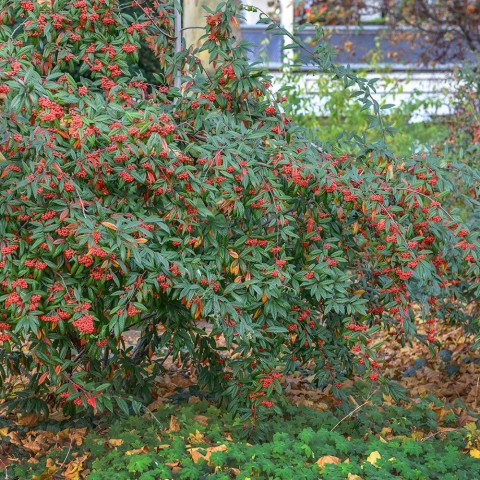 COTONEASTER SALİCİFOLİUS 3 ADET - HERDEM YEŞİL DAĞ MUŞMULASI