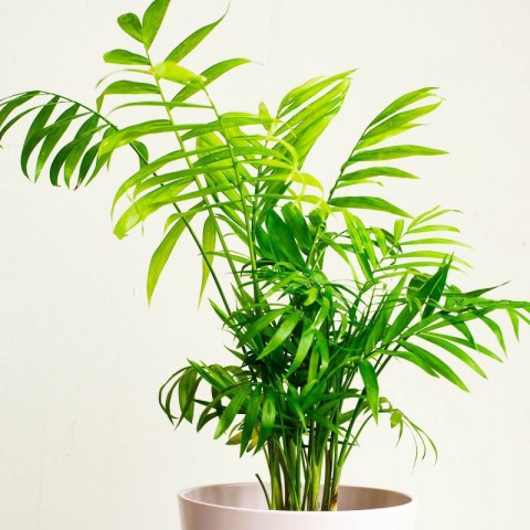 Dağ Palmiyesi -Chamaedorea Elegans 15 cm