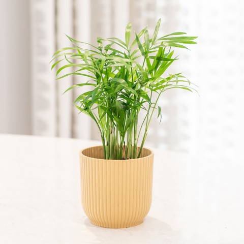 Dağ Palmiyesi -Chamaedorea Elegans 15 cm