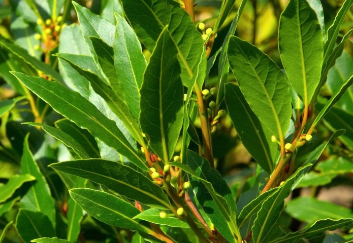 DEFNE AĞACI BONSAİ EKİM SETİ (TOHUM,TOPRAK,SAKSI,BİTKİ BESİNİ)
