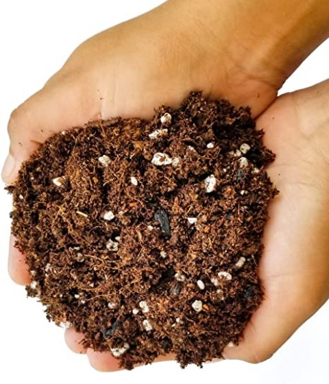 DEFNE AĞACI BONSAİ EKİM SETİ (TOHUM,TOPRAK,SAKSI,BİTKİ BESİNİ)