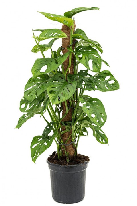 Delikli Devetabanı (Monstera Adansonii Monkey Mask) Sopalı 2 Adet