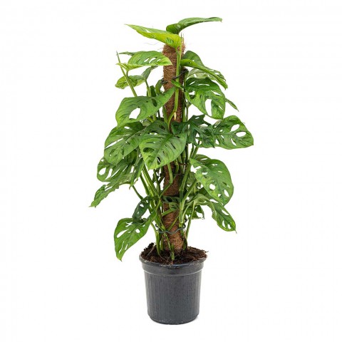 Delikli Devetabanı (Monstera Adansonii Monkey Mask) Sopalı 2 Adet