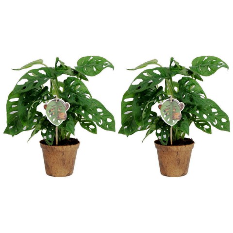 Delikli Devetabanı (Monstera Adansonii Monkey) Saksılı 2 Adet