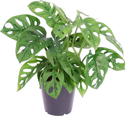 Delikli Devetabanı (Monstera Adansonii Monkey) Saksılı 2 Adet