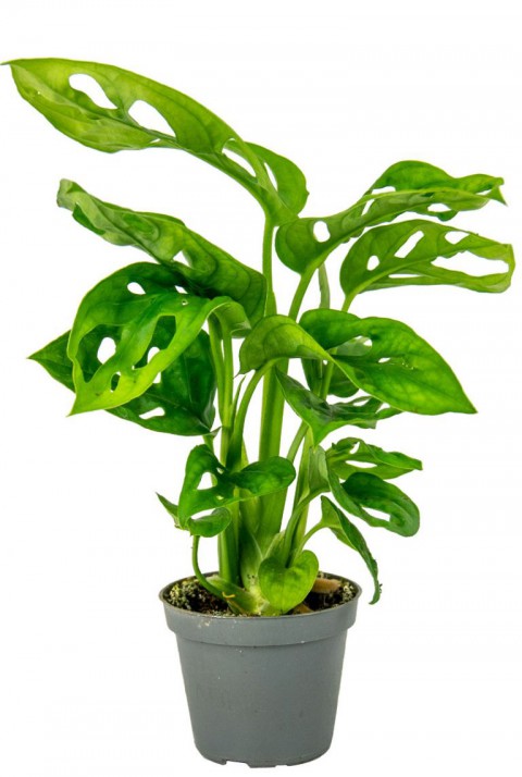 Delikli Devetabanı (Monstera Adansonii Monkey) Saksılı