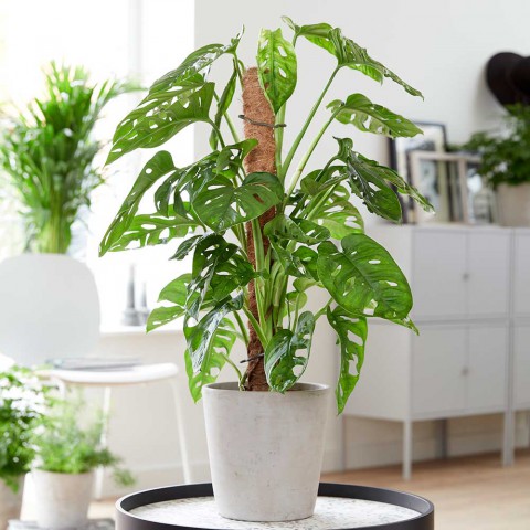 Delikli Monstera (Monstera Adonsonii Monkey Mask) Sopalı