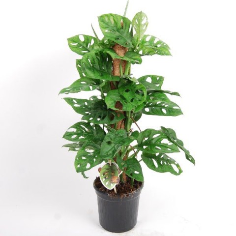 Delikli Monstera (Monstera Adonsonii Monkey Mask) Sopalı