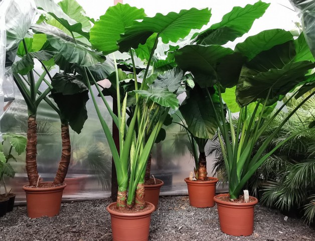 Dev Fil Kulağı (Alocasia Macrorrhiza) 60-80 cm