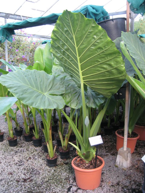 Dev Fil Kulağı (Alocasia Macrorrhiza) 60-80 cm