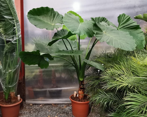 Dev Fil Kulağı (Alocasia Macrorrhiza) 60-80 cm
